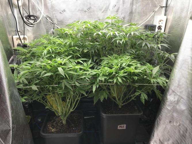 Melonade Runtz, Glueberry OG, PB Kush. Week 7 - Day 47