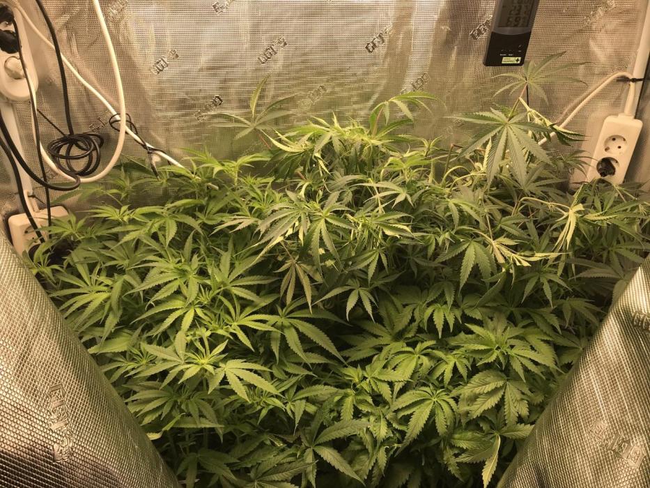 Melonade Runtz, Glueberry OG, PB Kush. Week 8 - Day 51