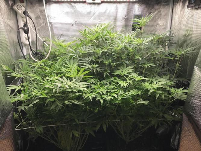 Melonade Runtz, Glueberry OG, PB Kush. Week 9 - Day 57