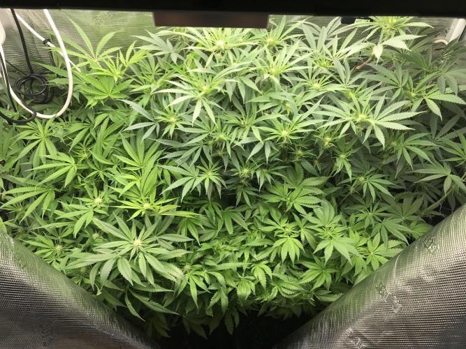 Melonade Runtz, Glueberry OG, PB Kush. Week 9 - Day 57