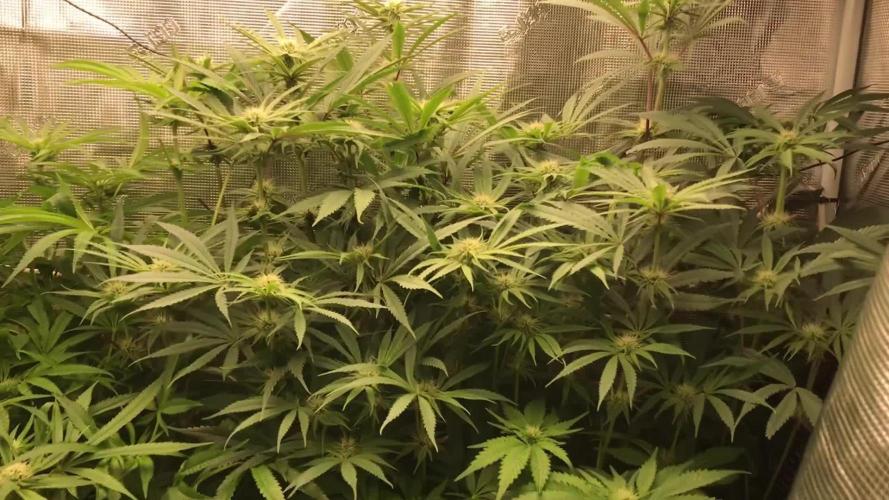 Melonade Runtz, Glueberry OG, PB Kush