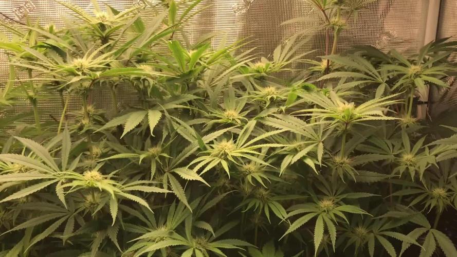 Melonade Runtz, Glueberry OG, PB Kush