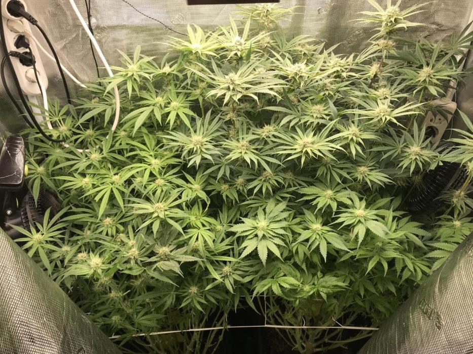 Melonade Runtz, Glueberry OG, PB Kush. Week 10