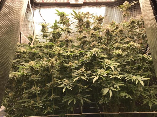 Melonade Runtz, Glueberry OG, PB Kush. Week 12 - Day 80