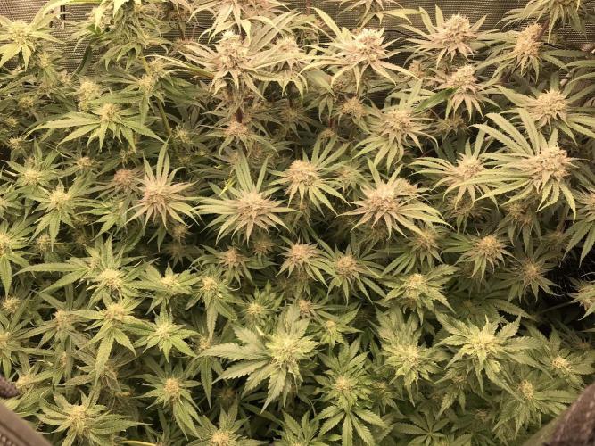 Melonade Runtz, Glueberry OG, PB Kush. Week 12 - Day 80