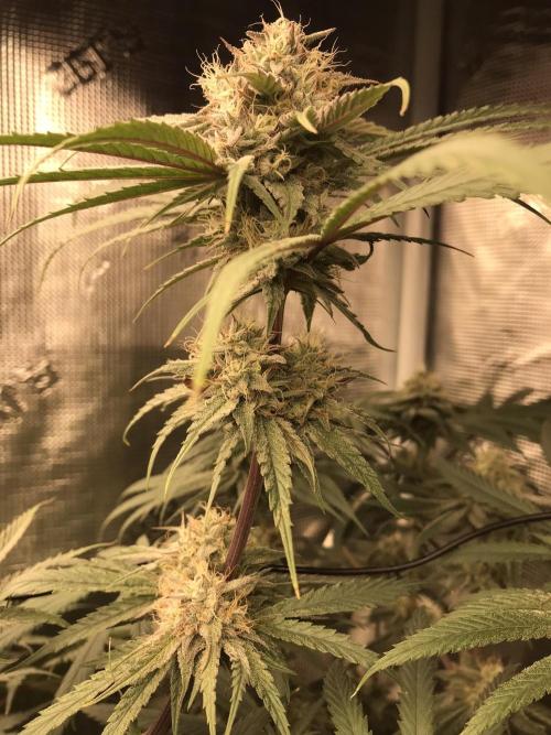 Melonade Runtz, Glueberry OG, PB Kush. Week 12 - Day 80