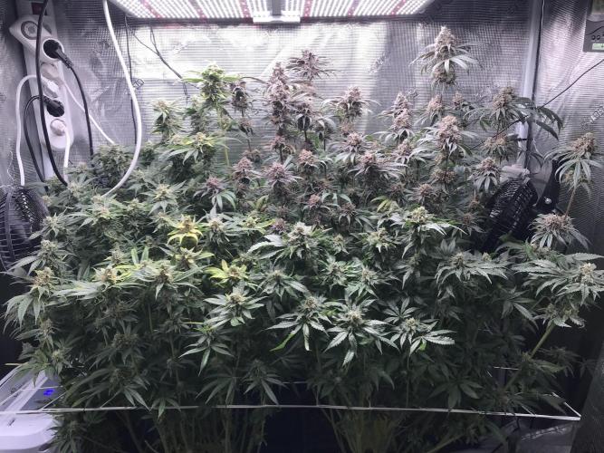 Melonade Runtz, Glueberry OG, PB Kush. Week 14 - Day 96