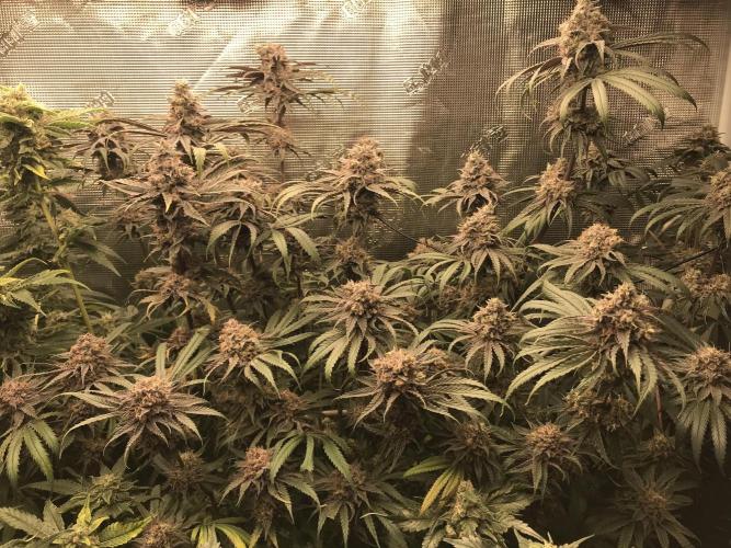 Melonade Runtz, Glueberry OG, PB Kush. Week 14 - Day 96