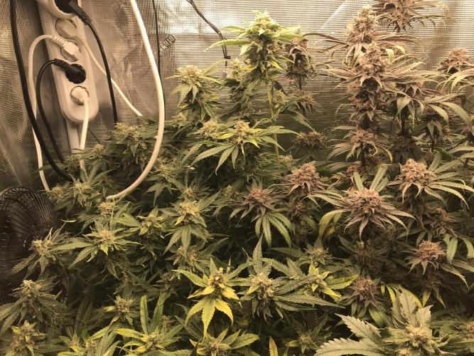 Melonade Runtz, Glueberry OG, PB Kush. Week 14 - Day 96