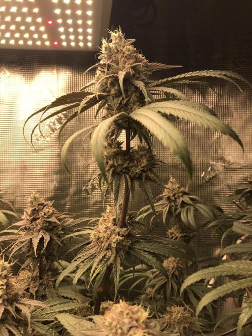 Melonade Runtz, Glueberry OG, PB Kush. Week 14 - Day 96