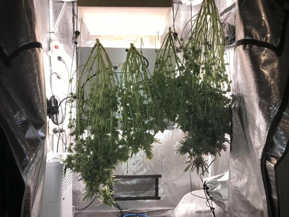 Melonade Runtz, Glueberry OG, PB Kush. Week 16