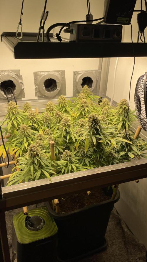 Mokum's Tulip - Dutch Passion GD:001. Week 17 - Day 113