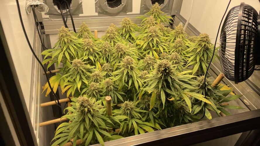 Mokum's Tulip - Dutch Passion GD:001. Week 17 - Day 113