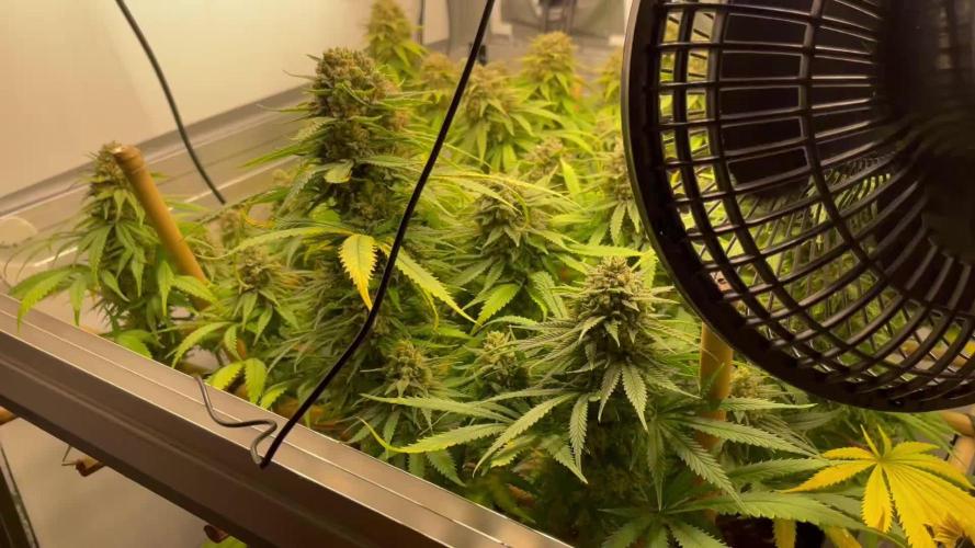 Mokum's Tulip - Dutch Passion GD:001