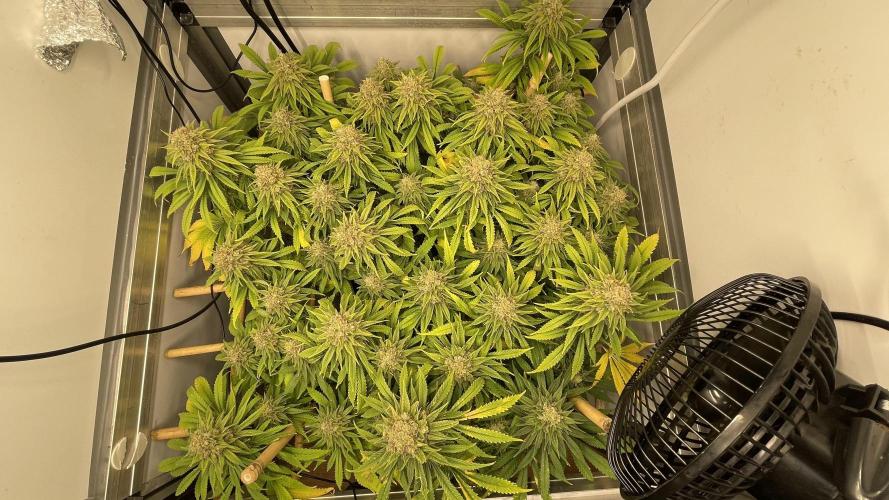 Mokum's Tulip - Dutch Passion GD:001. Week 17 - Day 113