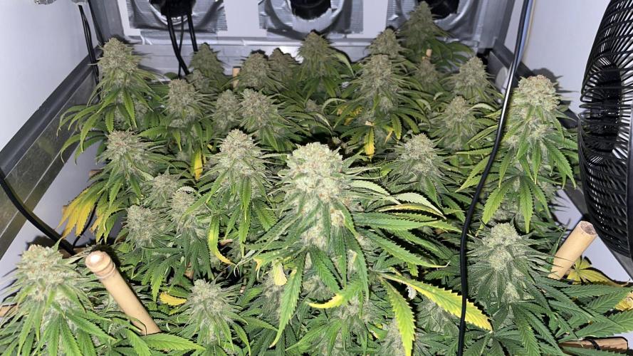 Mokum's Tulip - Dutch Passion GD:001. Week 17 - Day 113