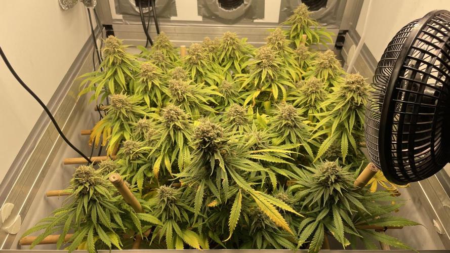 Mokum's Tulip - Dutch Passion GD:001. Week 17 - Day 115