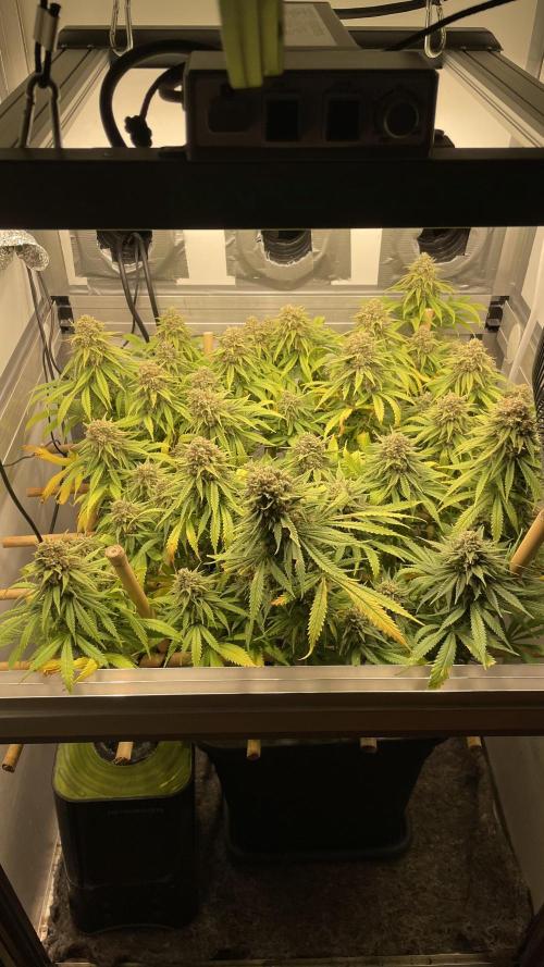 Mokum's Tulip - Dutch Passion GD:001. Week 17 - Day 115