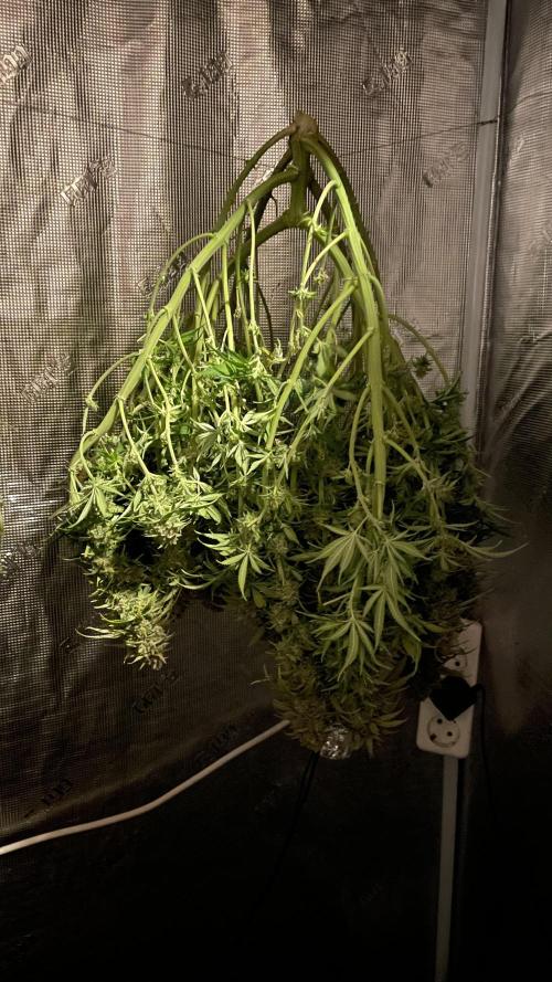 Mokums Tulip. Week 17