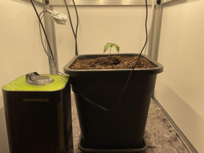Spliff Strawberry SCROG. Week 2 - Day 13