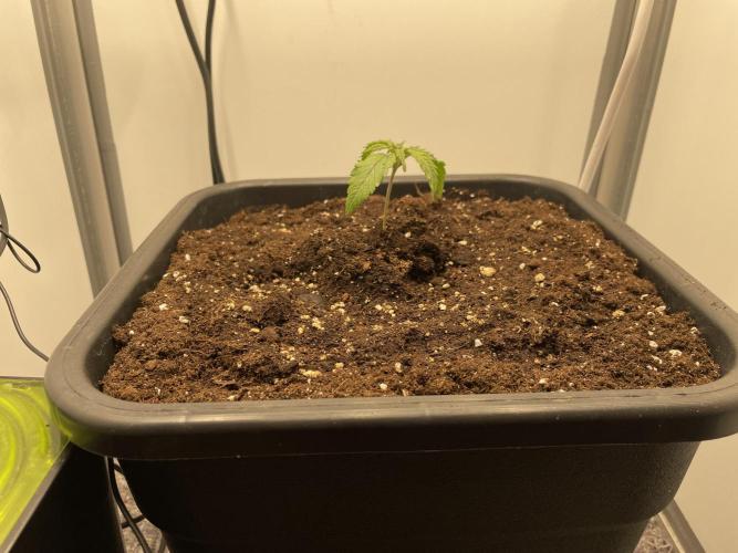 Spliff Strawberry SCROG. Week 2 - Day 13