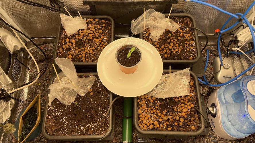 Auto Mimosa x Orange P, OGK, Night Q, G. Week 1 - Day 03