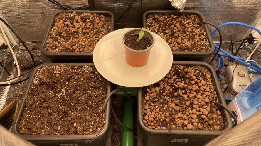 Auto Mimosa x Orange P, OGK, Night Q, G. Week 1 - Day 04