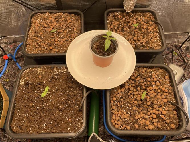 Auto Mimosa x Orange P, OGK, Night Q, G. Week 1 - Day 06