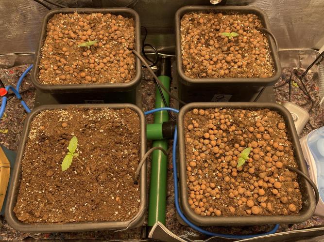 Auto Mimosa x Orange P, OGK, Night Q, G. Week 2 - Day 08