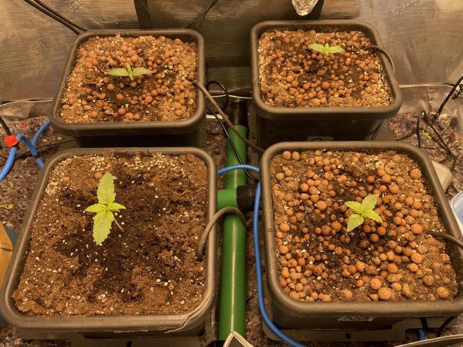 Auto Mimosa x Orange P, OGK, Night Q, G. Week 2 - Day 10