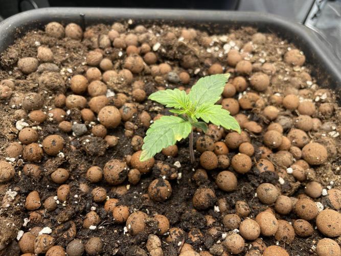 Auto Mimosa x Orange P, OGK, Night Q, G. Week 2 - Day 10