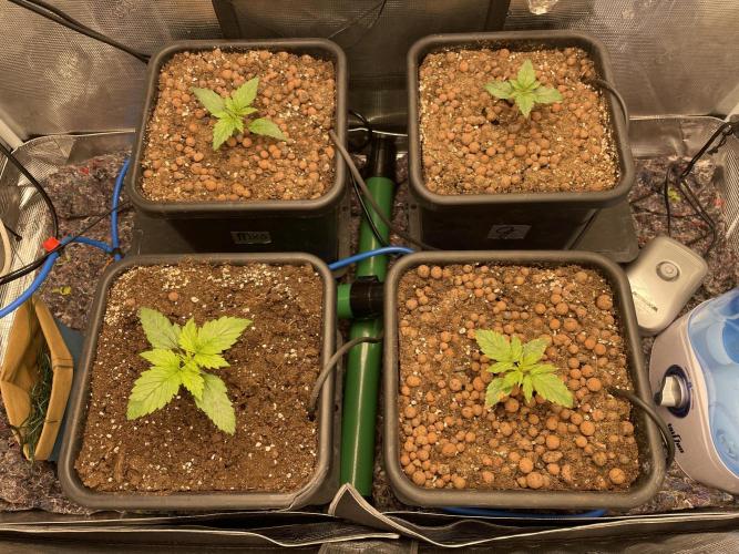 Auto Mimosa x Orange P, OGK, Night Q, G. Week 2 - Day 13