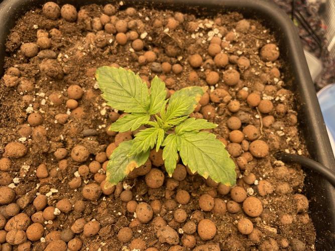 Auto Mimosa x Orange P, OGK, Night Q, G. Week 2 - Day 13