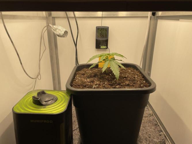 Spliff Strawberry SCROG. Week 3 - Day 20