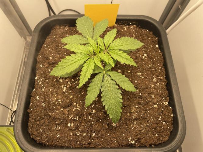 Spliff Strawberry SCROG. Week 3 - Day 20