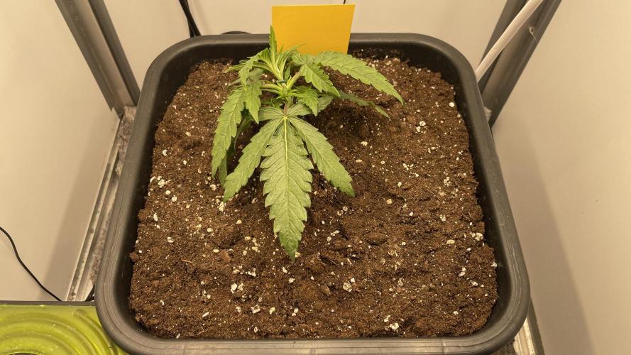 Spliff Strawberry SCROG. Week 3 - Day 21 LST been applied for the first time 