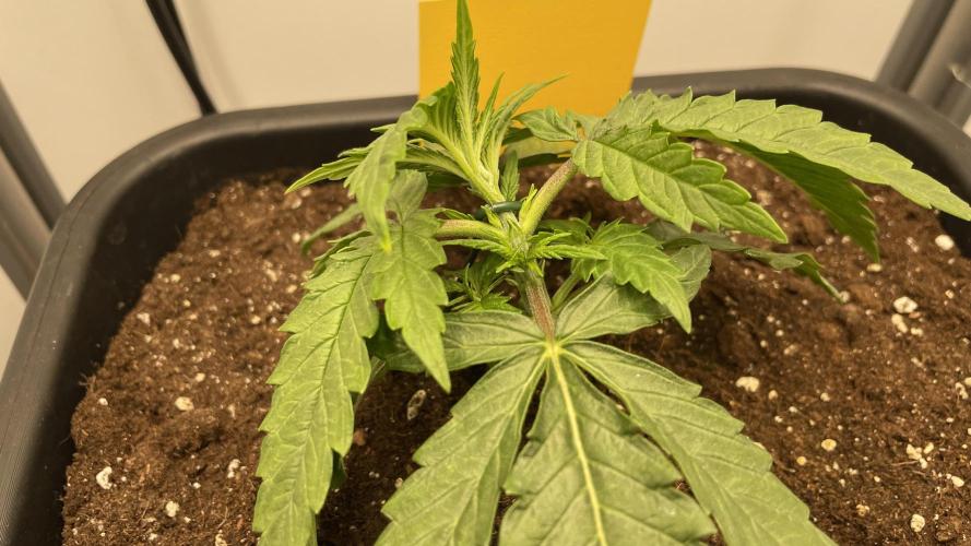 Spliff Strawberry SCROG. Week 3 - Day 21 LST been applied for the first time 