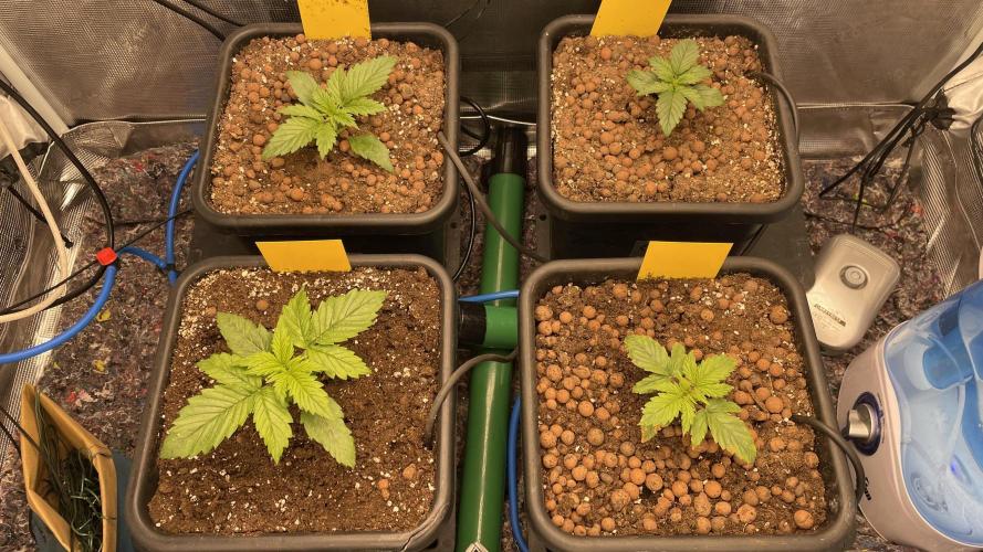 Auto Mimosa x Orange P, OGK, Night Q, G. Week 3 - Day 15