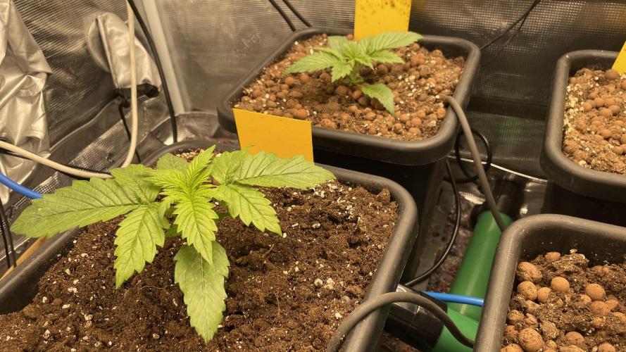 Auto Mimosa x Orange P, OGK, Night Q, G. Week 3 - Day 15