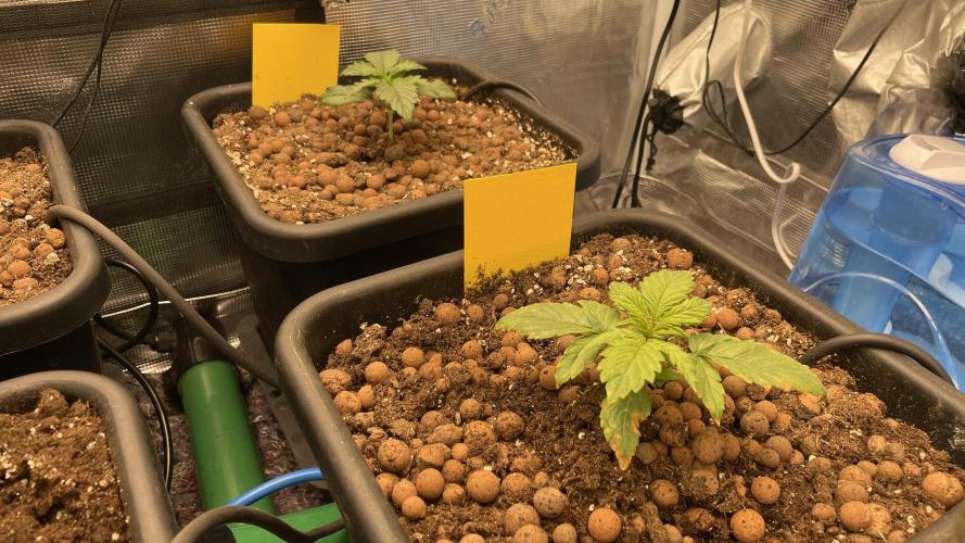 Auto Mimosa x Orange P, OGK, Night Q, G. Week 3 - Day 15