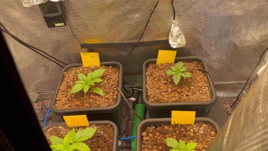 Mimosa x Orange P auto, OG K, Night Q, G