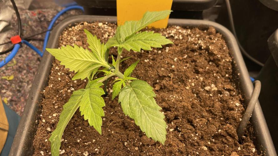 Auto Mimosa x Orange P, OGK, Night Q, G. Week 3 - Day 15 Started LST on the OG Kush