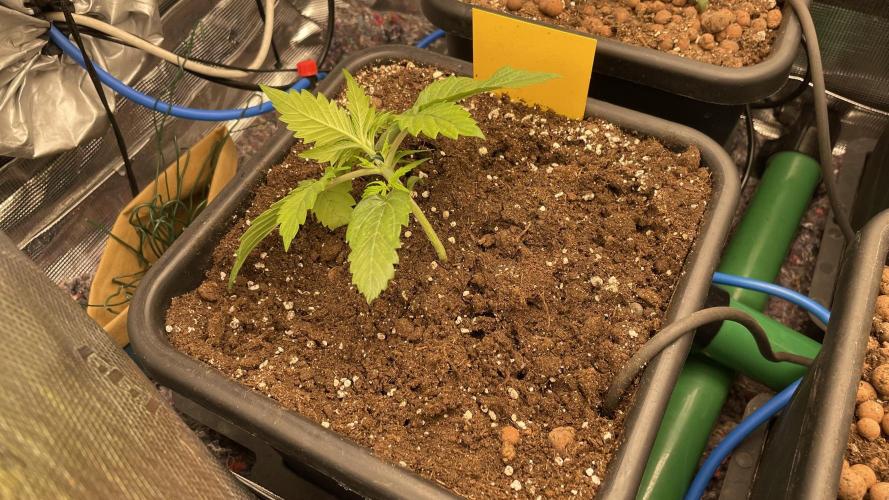 Auto Mimosa x Orange P, OGK, Night Q, G. Week 3 - Day 15 Started LST on the OG Kush