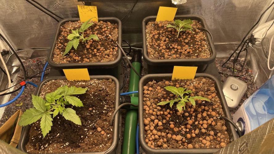 Auto Mimosa x Orange P, OGK, Night Q, G. Week 3 - Day 16 LST applied on all plants.