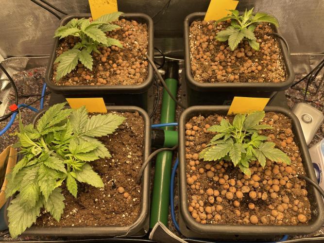 Auto Mimosa x Orange P, OGK, Night Q, G. Week 3 - Day 19