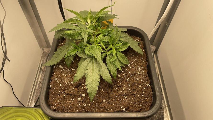 Spliff Strawberry SCROG. Week 4 - Day 26