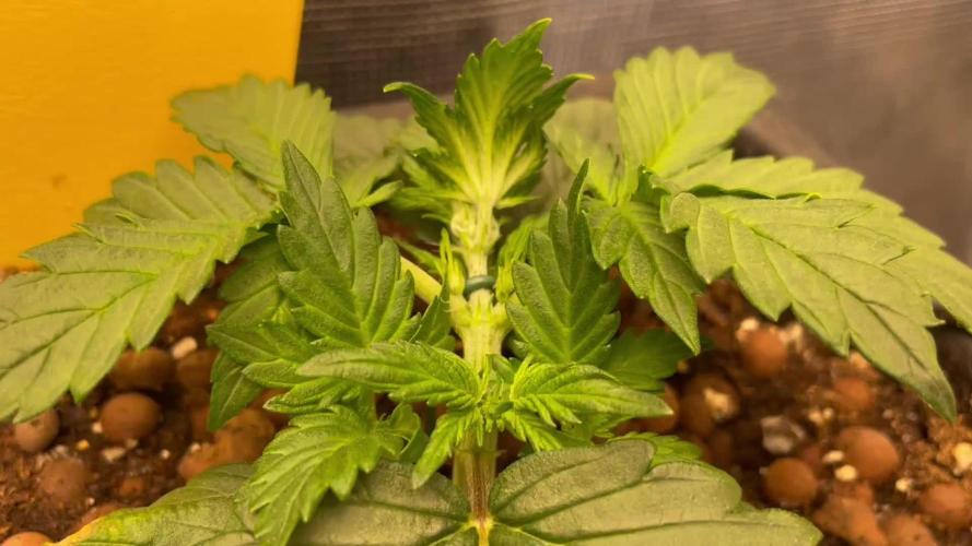 Mimosa x Orange P auto, OG K, Night Q, G