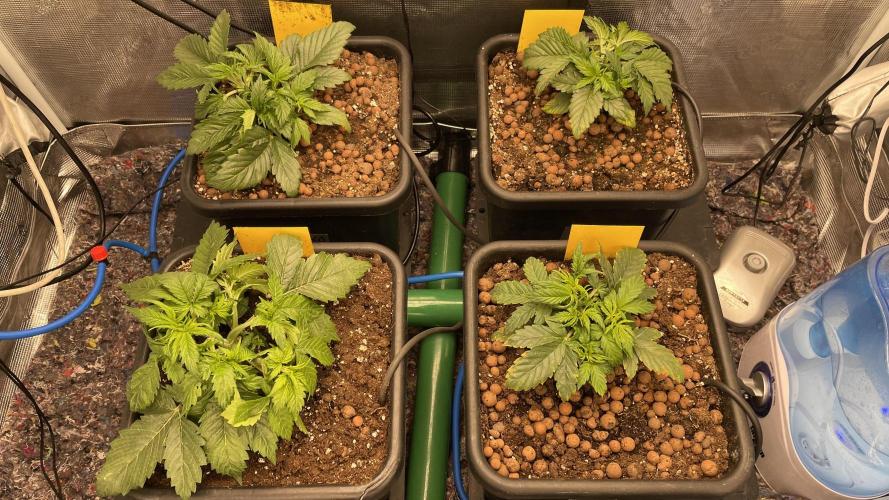 Auto Mimosa x Orange P, OGK, Night Q, G. Week 3 - Day 21 