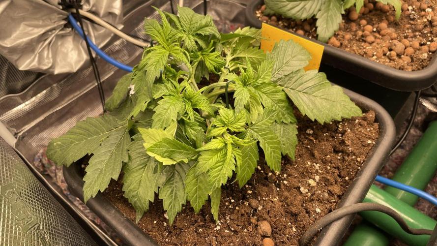Auto Mimosa x Orange P, OGK, Night Q, G. Week 3 - Day 21 I taped the main shoot with duct tape 