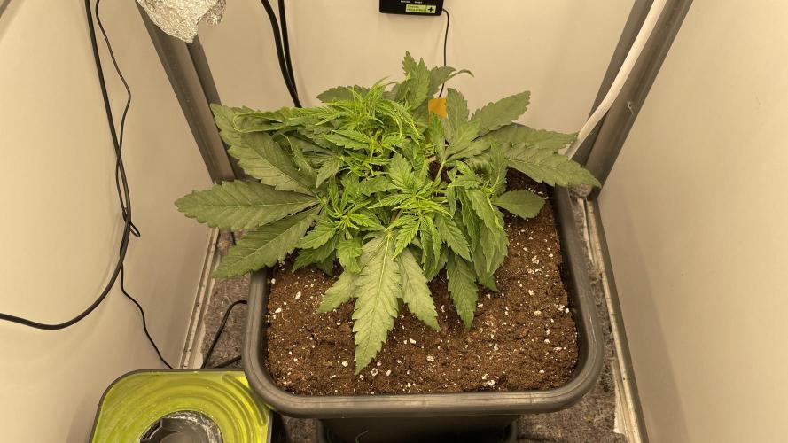 Spliff Strawberry SCROG. Week 4 - Day 28